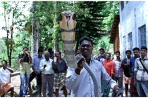 Kinh ngạc rắn hổ mang "hiền như bụt" trước các "quái nhân"