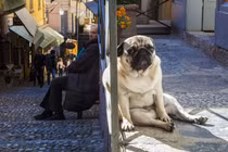 "So kè" chó khổng lồ và người, phát hiện kinh ngạc