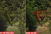 Vì sao hổ có màu cam nổi vẫn là hung thần rừng xanh?