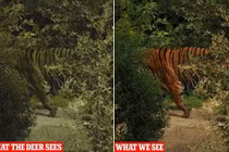 Vì sao hổ có màu cam nổi vẫn là hung thần rừng xanh?