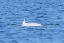 Sửng sốt cá voi sát thủ trắng cực hiếm xuất hiện