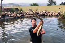 "Sốc" cảnh bơi cùng hổ mang chúa dài 4,8m, lớn nhất châu Phi