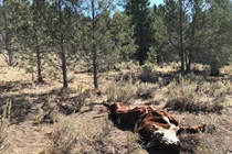 Rùng rợn những con bò bị rút cạn máu, nghi thế lực...