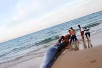 Sững sờ xác cá voi 2 tấn dạt vào bờ biển Khánh Hòa