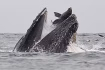 Sư tử biển vùng vẫy trong miệng cá voi, thoát chết thần kỳ