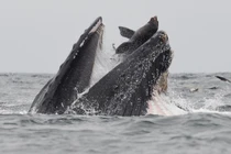 Sư tử biển vùng vẫy trong miệng cá voi, thoát chết thần kỳ