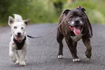 Khám phá cách sống tình cảm đáng ngưỡng mộ trong TGĐV