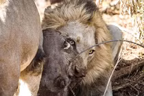 Lợn rừng đã trốn dưới đất, sư tử vẫn quyết lôi lên ăn thịt