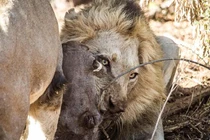 Lợn rừng đã trốn dưới đất, sư tử vẫn quyết lôi lên ăn thịt