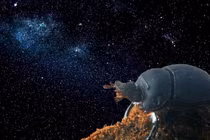 Giải mật kỳ thú về động vật ít ai hay