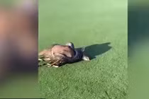 Hãi hùng trăn đá châu Phi siết chết linh dương giữa sân golf