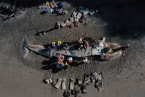 Kinh hoàng cái chết của hàng chục con cá voi xám bụng rỗng