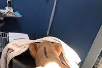 Bị mũi tên xuyên qua đầu, chú chó vẫn sống thế này