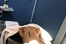 Bị mũi tên xuyên qua đầu, chú chó vẫn sống thế này