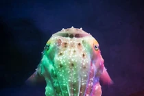 Top sinh vật đáng sợ che dấu dưới diện mạo khó ngờ