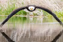 Ảnh đại bàng đầu trắng khiến dân tình phát "sốt"