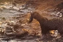 Báo đốm đói khát lao xuống ao bắt cá, gặp vận may không tưởng