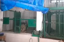 Thanh niên bị sư tử cái hành đến chết