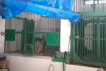 Thanh niên bị sư tử cái hành đến chết