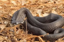 Loạt rắn độc dị nhất, có con bạn chẳng tưởng tượng nổi