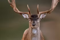 Cảnh báo hươu có thể lây bệnh ăn mòn não sang người