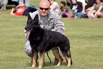 Khám phá sửng sốt về những chú chó nghiệp vụ Mỹ