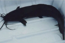 Những động vật nhỏ bé là kẻ xâm lấn cực kỳ hung dữ