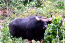 Khám phá "độc" giống bò tót vừa thấy trong VQG Phong Nha - Kẻ Bàng