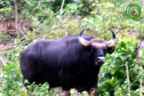 Khám phá "độc" giống bò tót vừa thấy trong VQG Phong Nha - Kẻ Bàng