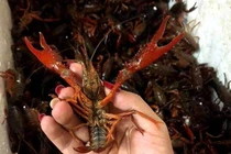 Ngoài VN, tôm hùm đất khiến Mỹ và nhiều nước “tá hỏa“