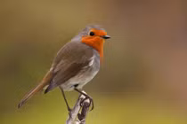 Vì sao lông chim quý thường có màu xanh?