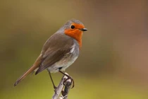 Vì sao lông chim quý thường có màu xanh?