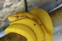 Những thứ độc lạ khiến bạn "xoay vòng vòng" khi khám phá ra