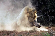 Lợn rừng chạm trán sư tử, lại mắc sai lầm chết người