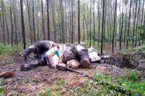 Cảnh đau xé lòng voi quý bị chặt đầu, chết thê thảm