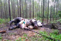 Cảnh đau xé lòng voi quý bị chặt đầu, chết thê thảm