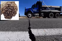 Động đất khủng khiếp khiến hàng ngàn con ong chết hàng loạt