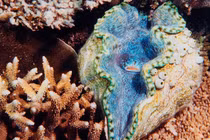 Mê mẩn sinh vật nhìn "căng mọng, quyến rũ" nhất vùng biển Đông của Việt Nam