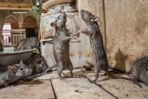 Kỳ thú ảnh chuột “khiêu vũ” tại ngôi đền Ấn Độ