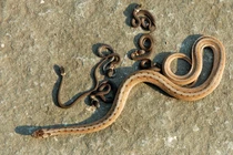 Động vật với những cú lừa "dị" khiến con người hết hồn