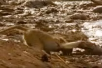 Khỉ bị cá sấu ngoạm đầu lôi xuống sông và kết cục kinh ngạc