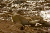 Khỉ bị cá sấu ngoạm đầu lôi xuống sông và kết cục kinh ngạc