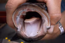 Giải mã "dã thú phàm ăn" nguy hiểm gốc Trung Quốc nhiều ở Việt Nam