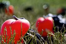 Điểm những cách yêu lạ độc không ngờ của động vật