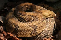 Bí ẩn những căn bệnh khó tin, lạ kỳ nhất ở động vật