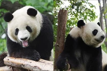 Gấu trúc dùng chiêu trò mang thai giả để "ăn sung mặc sướng"