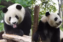 Gấu trúc dùng chiêu trò mang thai giả để "ăn sung mặc sướng"