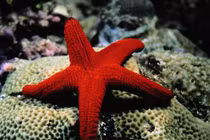 Giải mã những sự thật gây sửng sốt về động vật