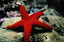 Giải mã những sự thật gây sửng sốt về động vật