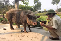 Top chuyện lạ độc ở Việt Nam gây tò mò nhất 2019